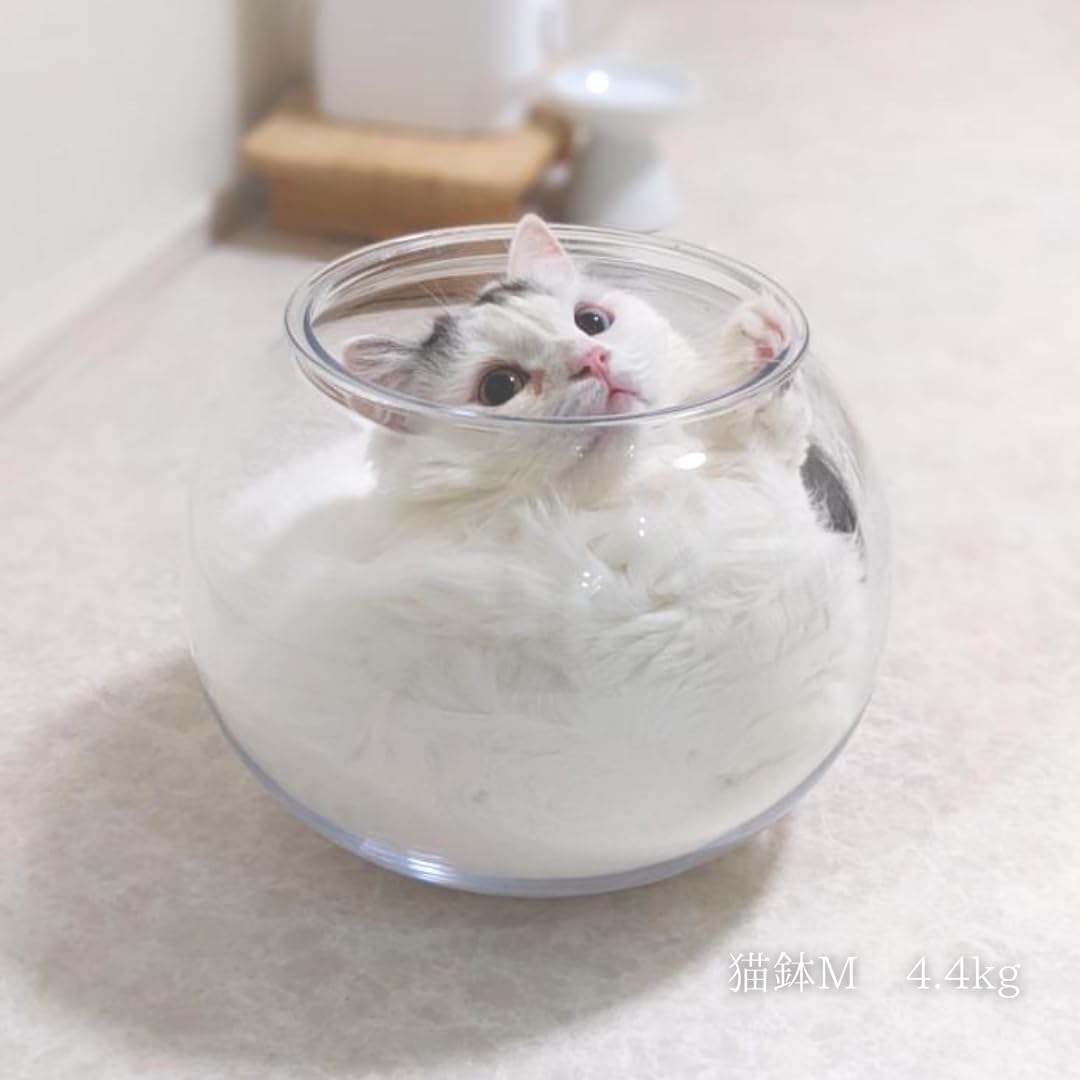 八割れ猫さま専用 Amazon.co.jp: 2024 猫カレンダー 幸せを招く ハチワレ 沖昌之（月